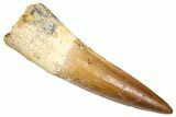 Fossil Spinosaurus Tooth - Real Dinosaur Tooth #380995-1